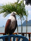 Brahminy Kite.JPG (101KB)